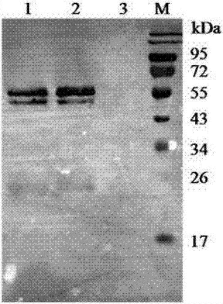 Yeast recombinant collagen