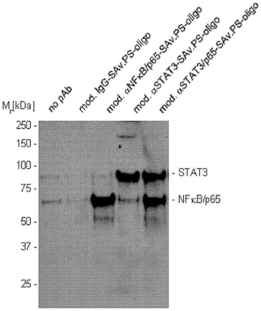 Cell penetrating protein-antibody conjugates and methods of use thereof