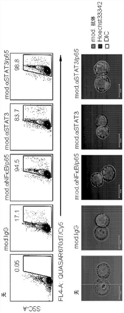 Cell penetrating protein-antibody conjugates and methods of use thereof