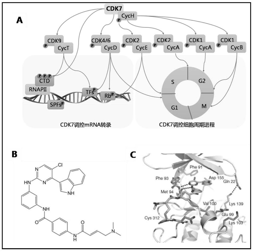 Application of compound for targeted inhibition of CDK7 in preparation of inhibited triple negative breast cancer stem cells