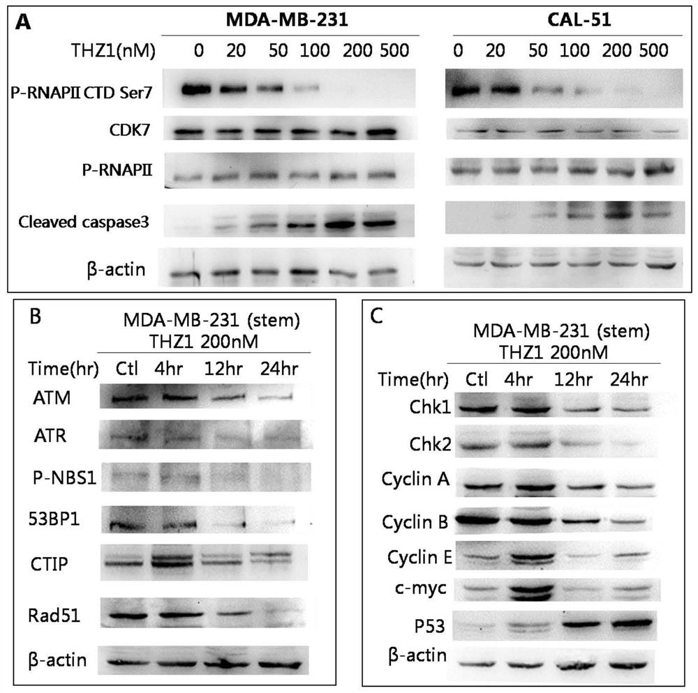 Application of compound for targeted inhibition of CDK7 in preparation of inhibited triple negative breast cancer stem cells