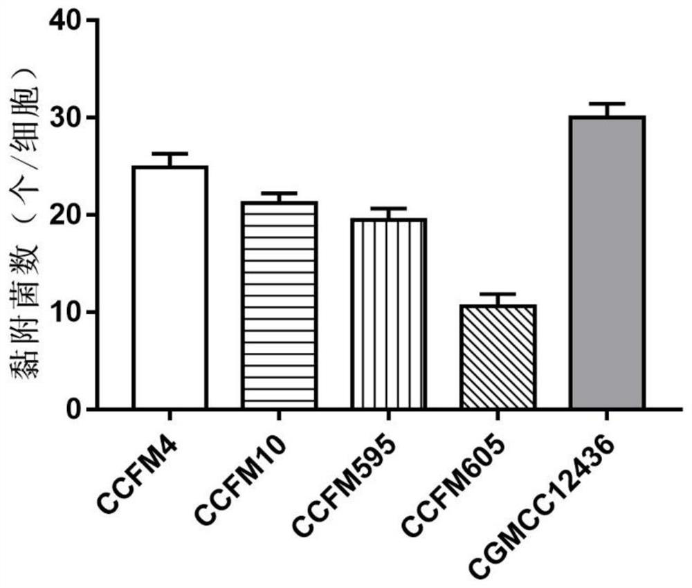 A strain of Lactobacillus plantarum capable of regulating ampicillin-induced intestinal flora disturbance