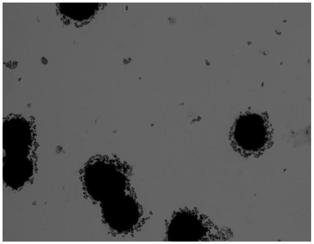 A strain of Lactobacillus plantarum capable of regulating ampicillin-induced intestinal flora disturbance