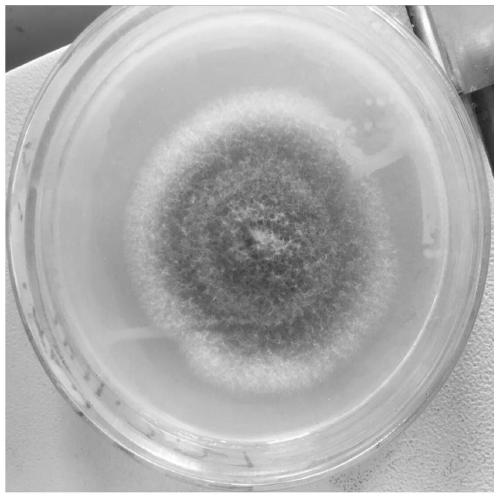 A rhododendron alpine mycorrhizal fungus tr11 and its application