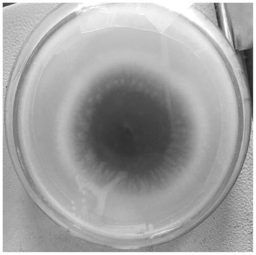 A rhododendron alpine mycorrhizal fungus tr11 and its application