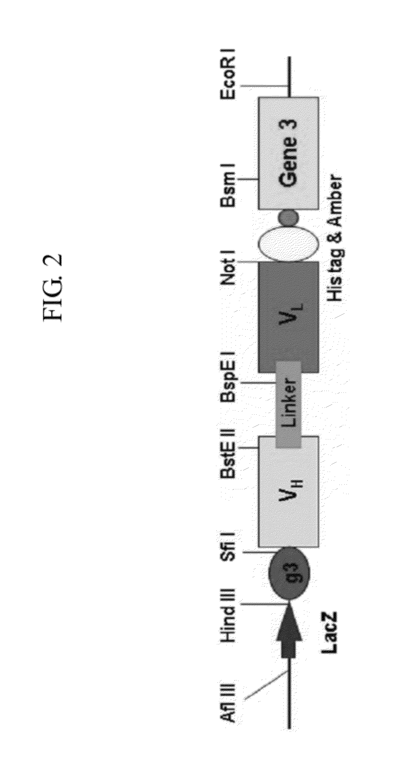 Human antibodies specifically binding to the hepatitis B virus surface antigen