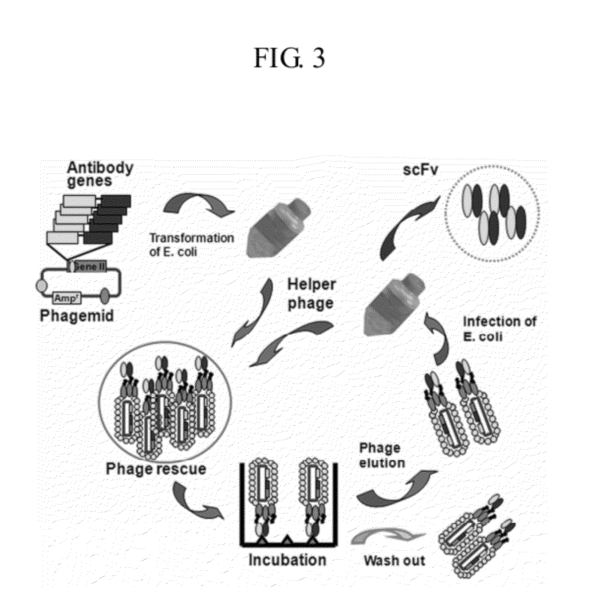 Human antibodies specifically binding to the hepatitis B virus surface antigen