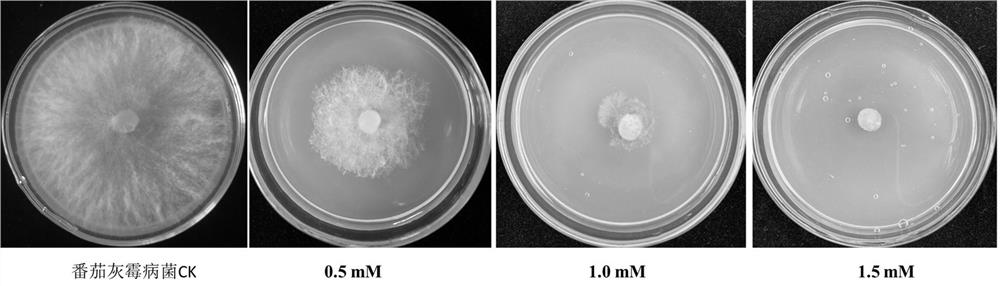 Application of benzydamine hydrochloride in the preparation of fungicides for preventing and treating plant diseases caused by plant pathogenic bacteria