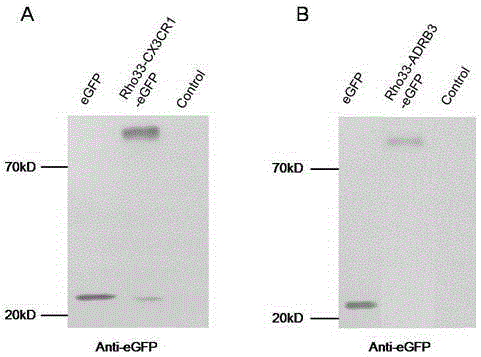 Fusion gene building method for effectively screening GPCR (G Protein-Coupled Receptor) expression