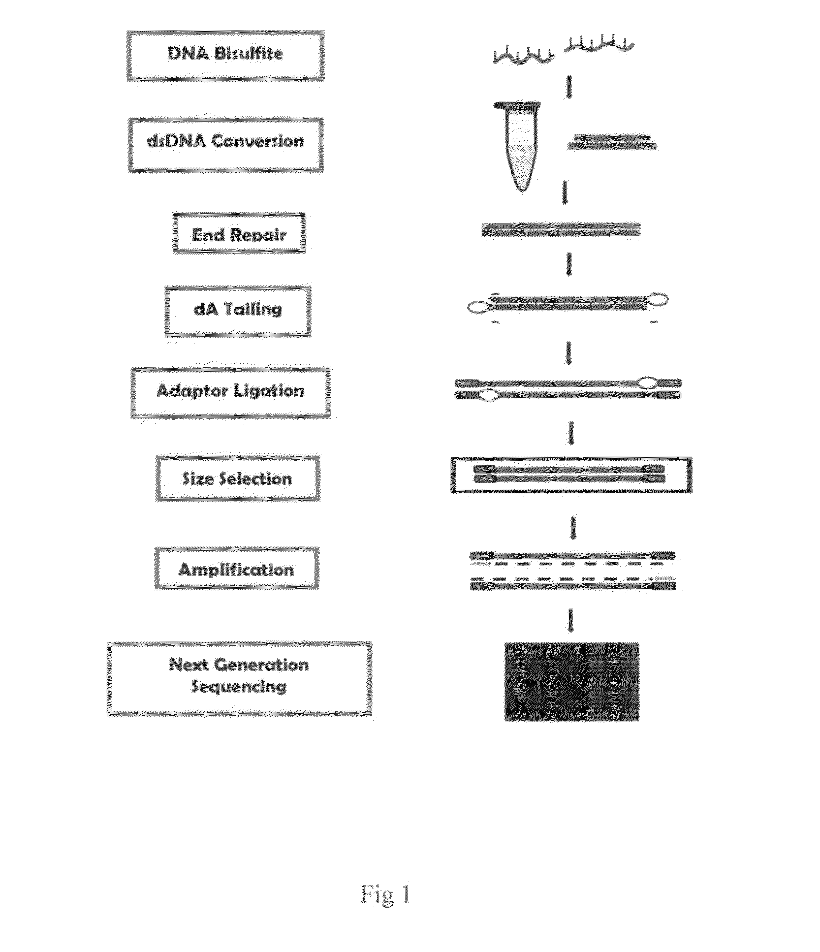 Method of preparing post-bisulfite conversion DNA library