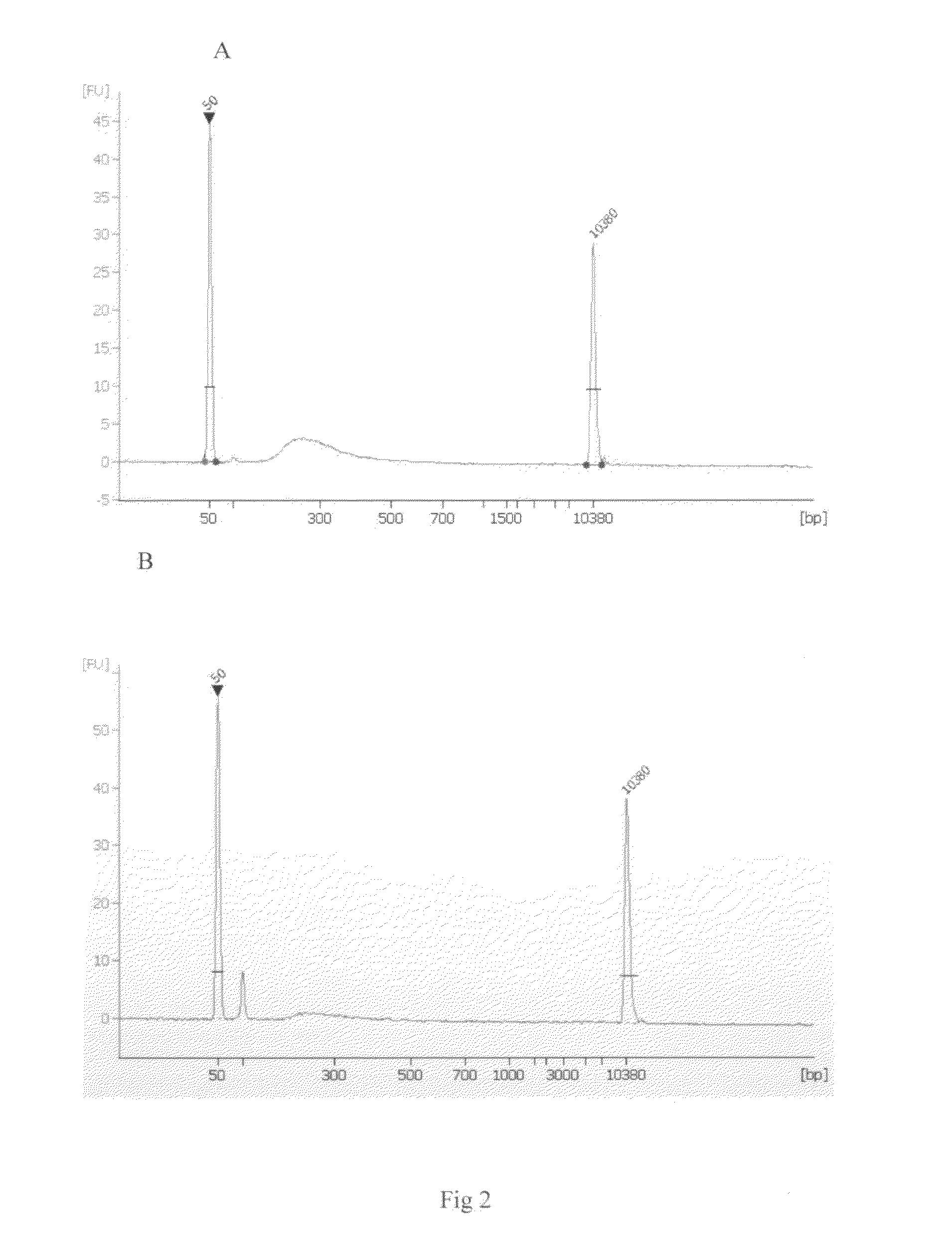 Method of preparing post-bisulfite conversion DNA library