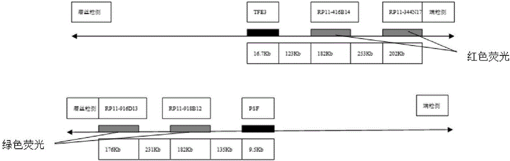 A probe combination and its application for diagnosis of xp11.2 translocation perivascular epithelioid cell tumor