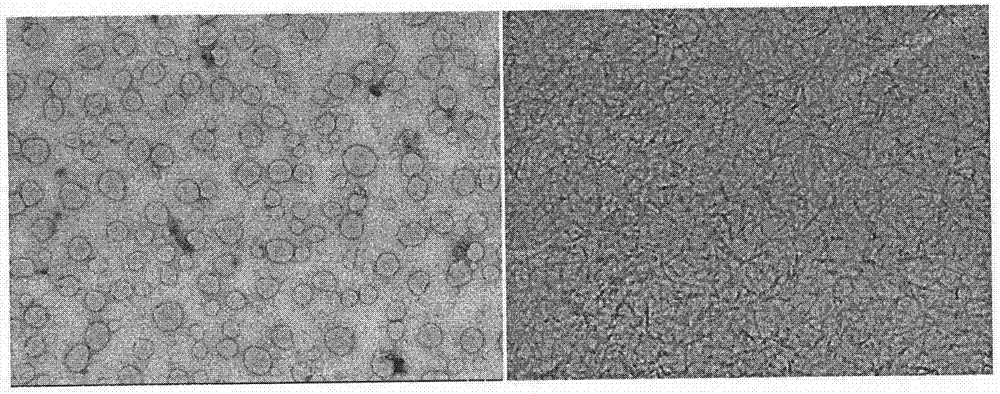 Preparation of enzymatic chlorambucil-polypeptide hydrogel and application in resisting cancer