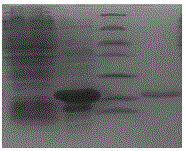 Anti-sheeppox virus K3L protein monoclonal antibody and application thereof