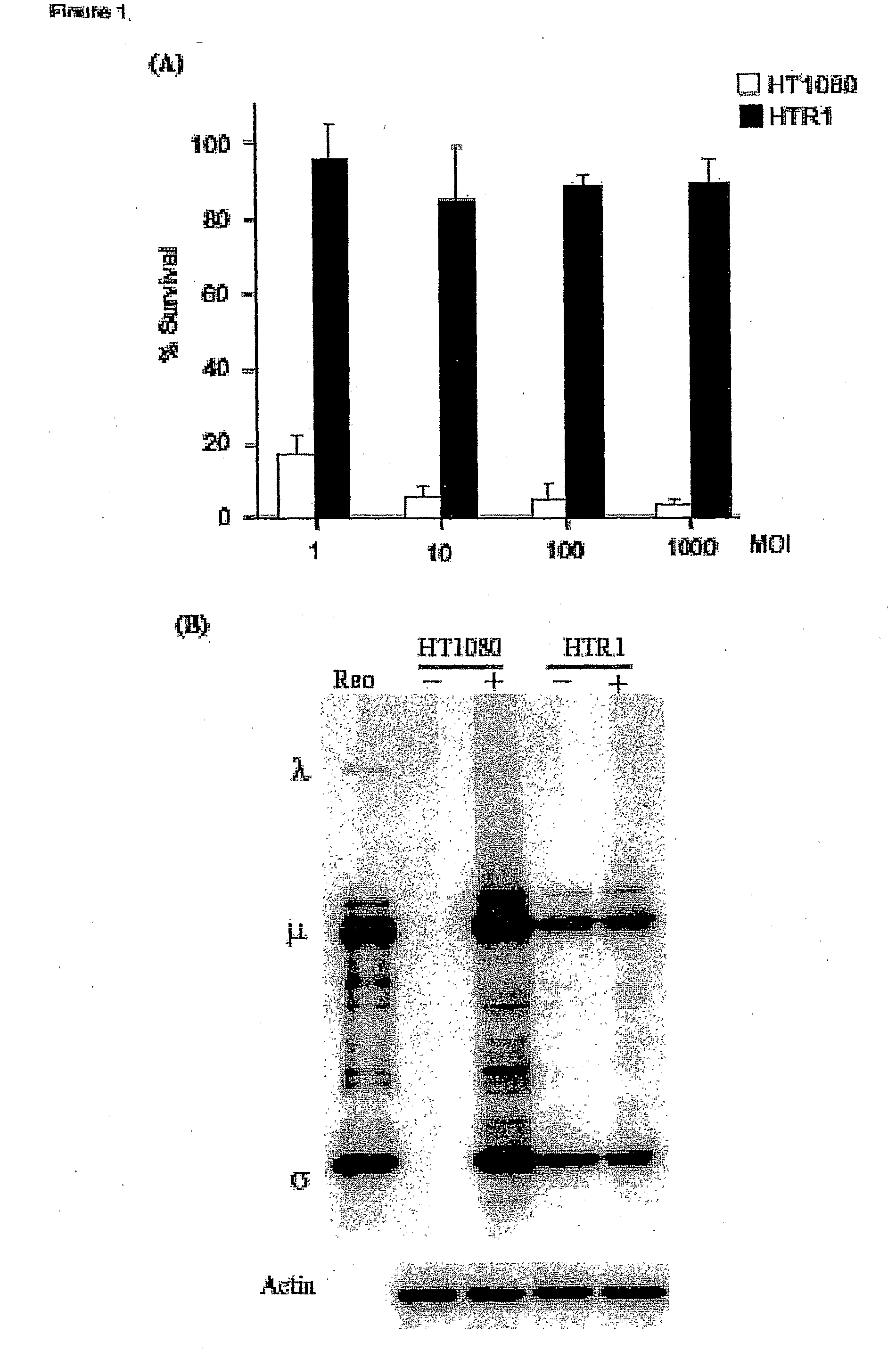 Attenuated reovirus