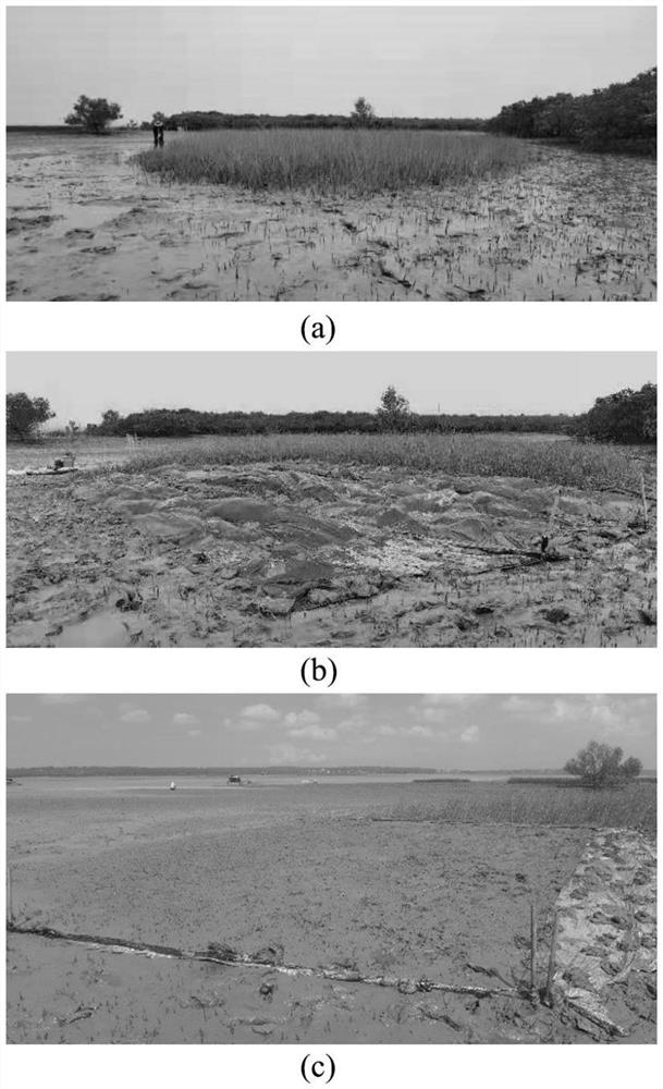 Treatment method and application of spartina alterniflora