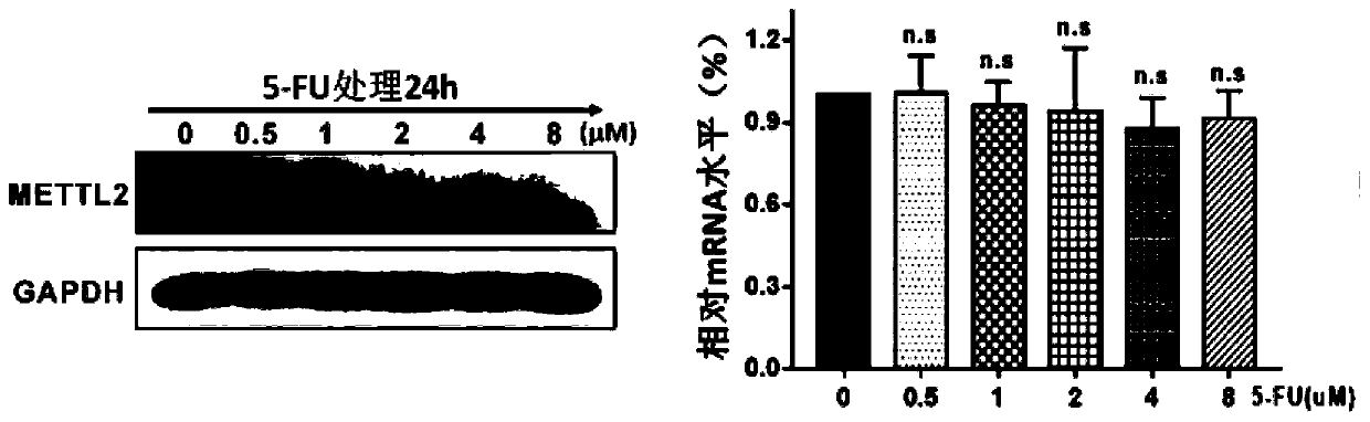 Application of METTL2 gene in preparation of kit for detecting treatment sensitivity of colorectal cancer fluorouracil drugs