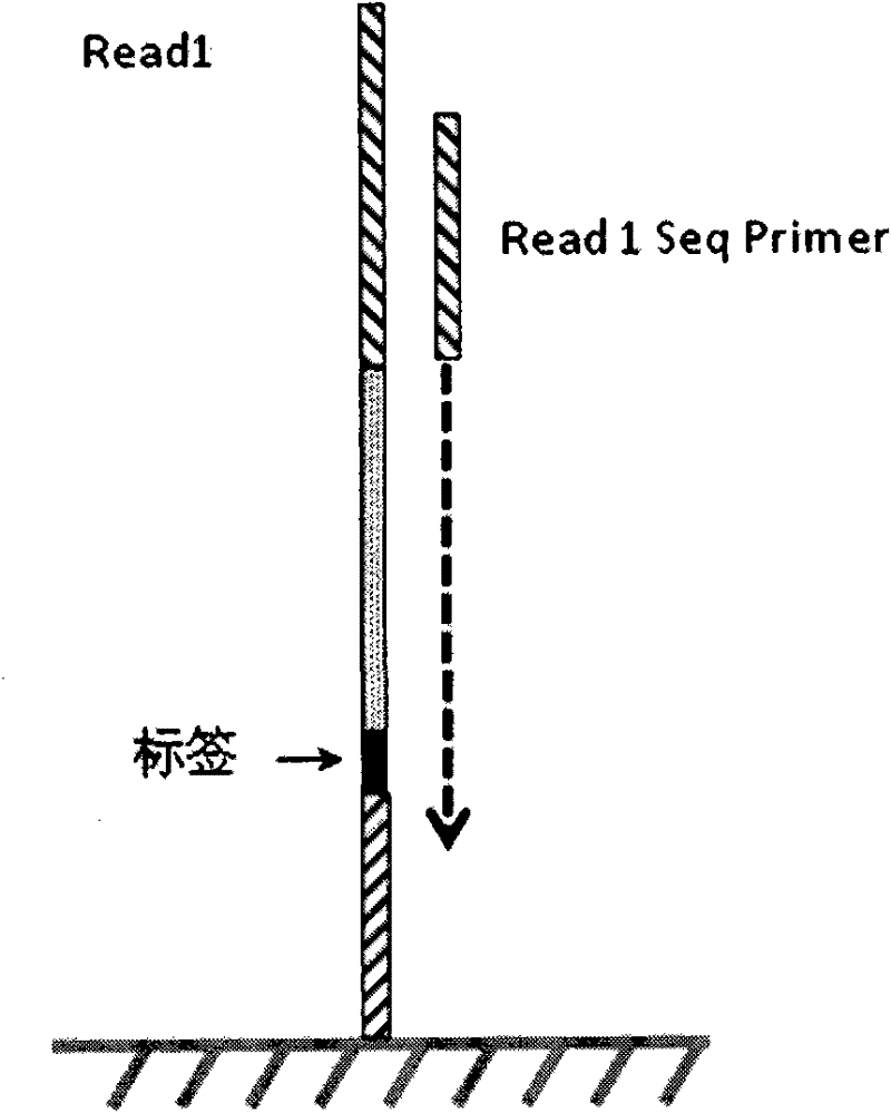 Indexes for digital gene expression profiling (DGE) and use method thereof