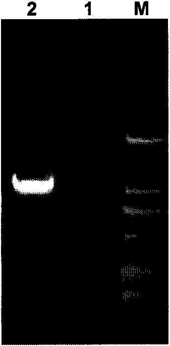 Gene blocking mutant for streptomyces coeruleorubidus and preparation method thereof