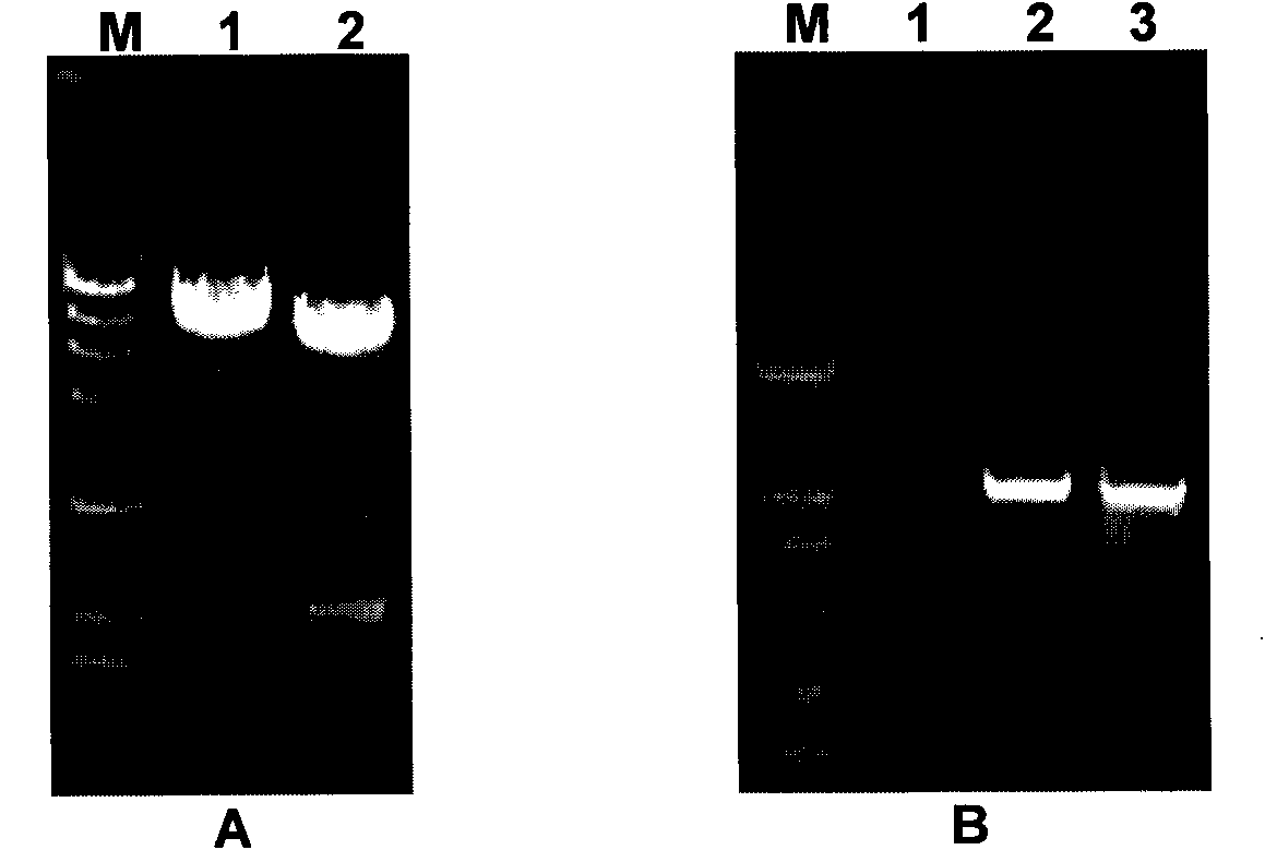 Gene blocking mutant for streptomyces coeruleorubidus and preparation method thereof