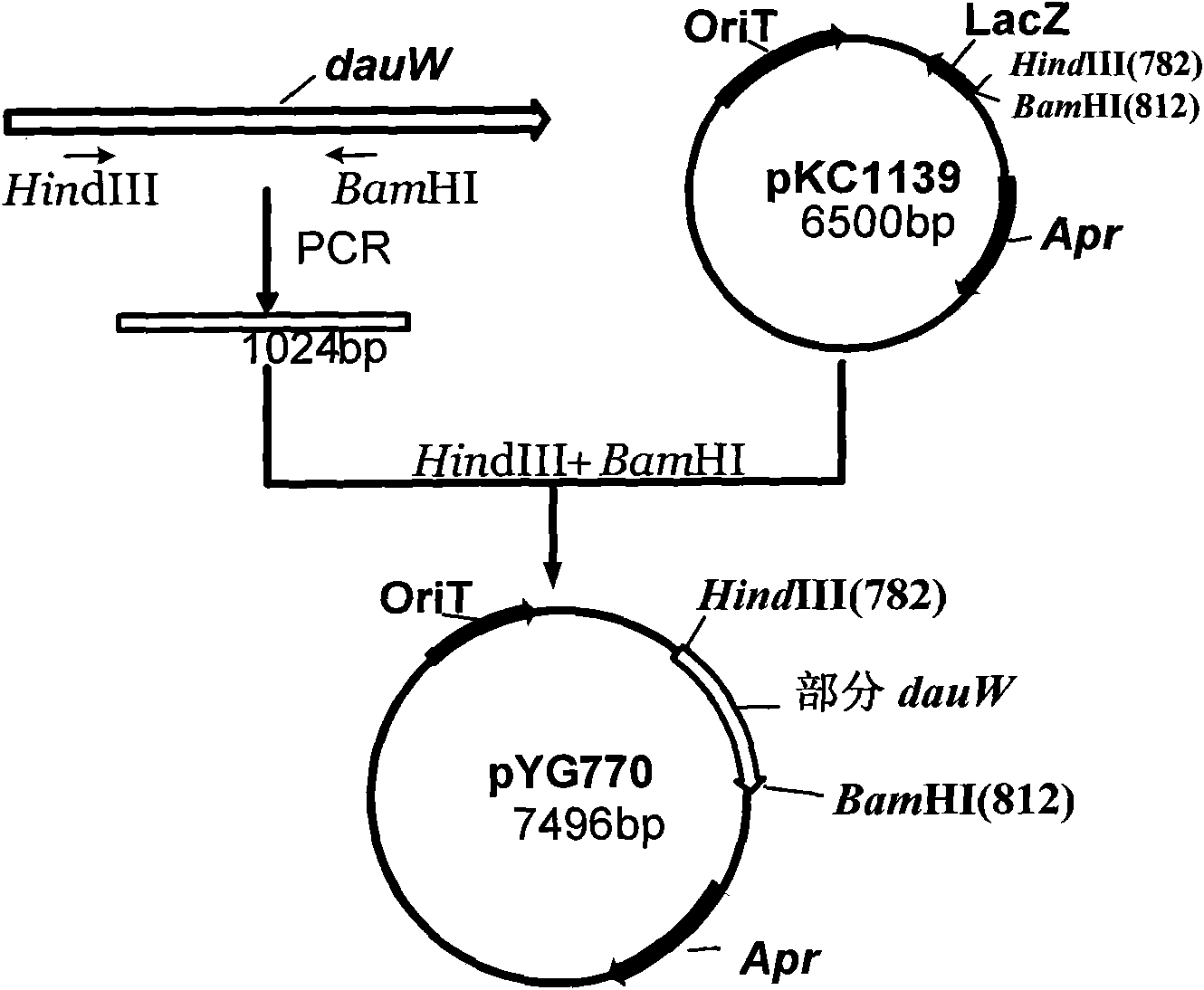 Gene blocking mutant for streptomyces coeruleorubidus and preparation method thereof