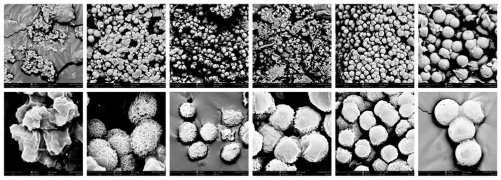 Mitochondria-targeted glutathione derivative nanopreparation and application thereof