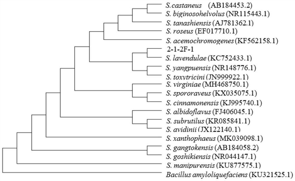 Application of a strain of Streptomyces lilacinus 2-1-2f-1 and its antibacterial substances in the control of vegetable soil-borne diseases