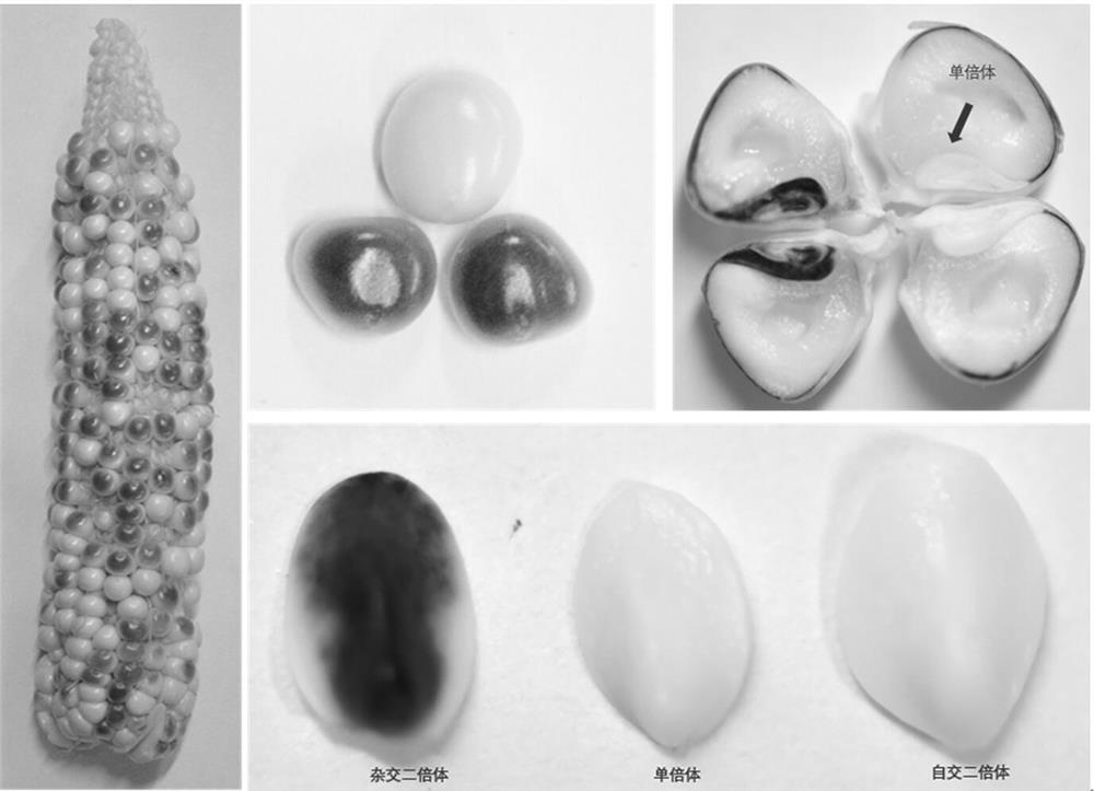 A rapid chromogenic parthenogenetic induction line and its application in the identification of maize haploid