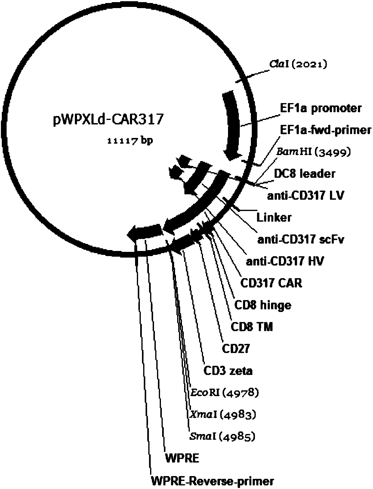 CD317-targeting chimeric antigen receptor T cell as well as preparation method and application thereof