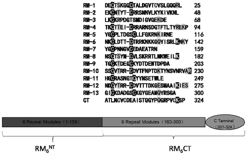 Preparation and application of a kind of bionic medical silk-forming fibrin