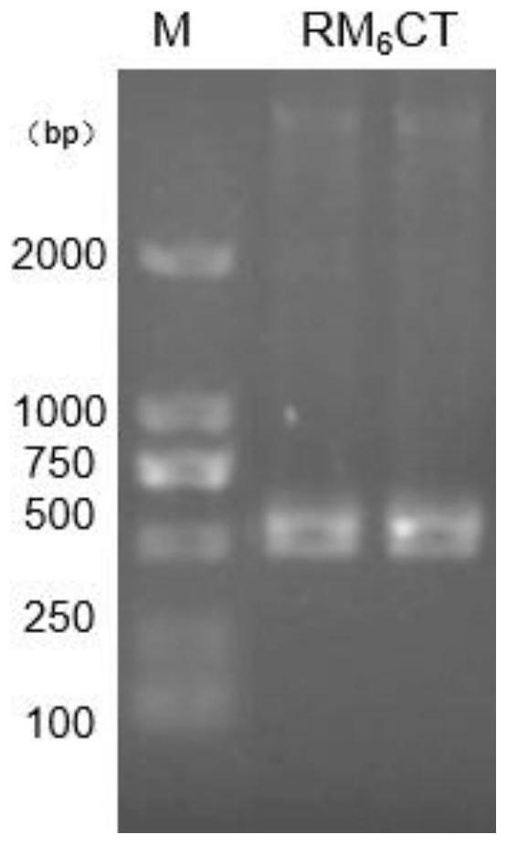 Preparation and application of a kind of bionic medical silk-forming fibrin