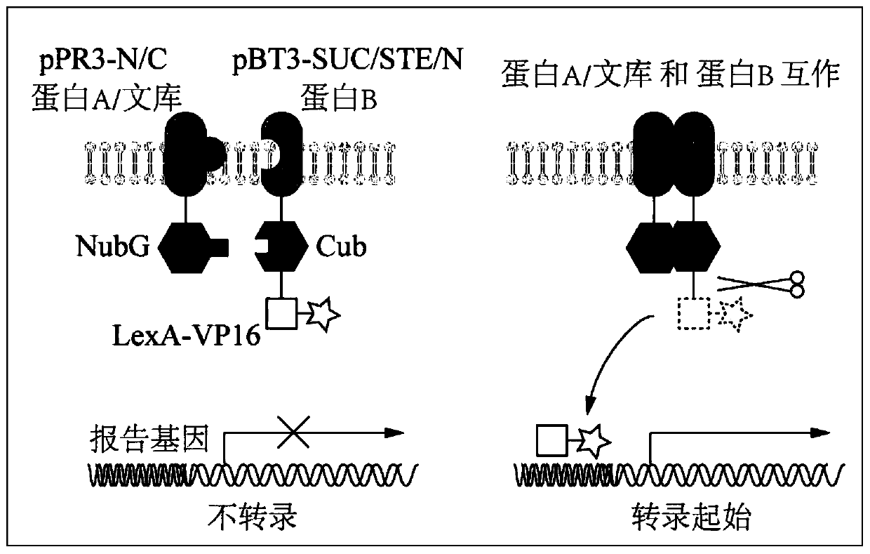 Method for effectively screening membrane protein interacting protein based on yeast two-hybrid technology