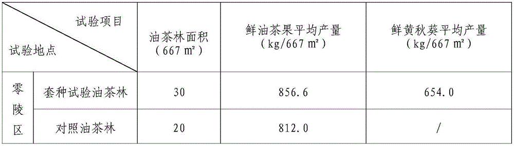 Method for intercropping Abelmoschus esculentus in camellia oleifera forest