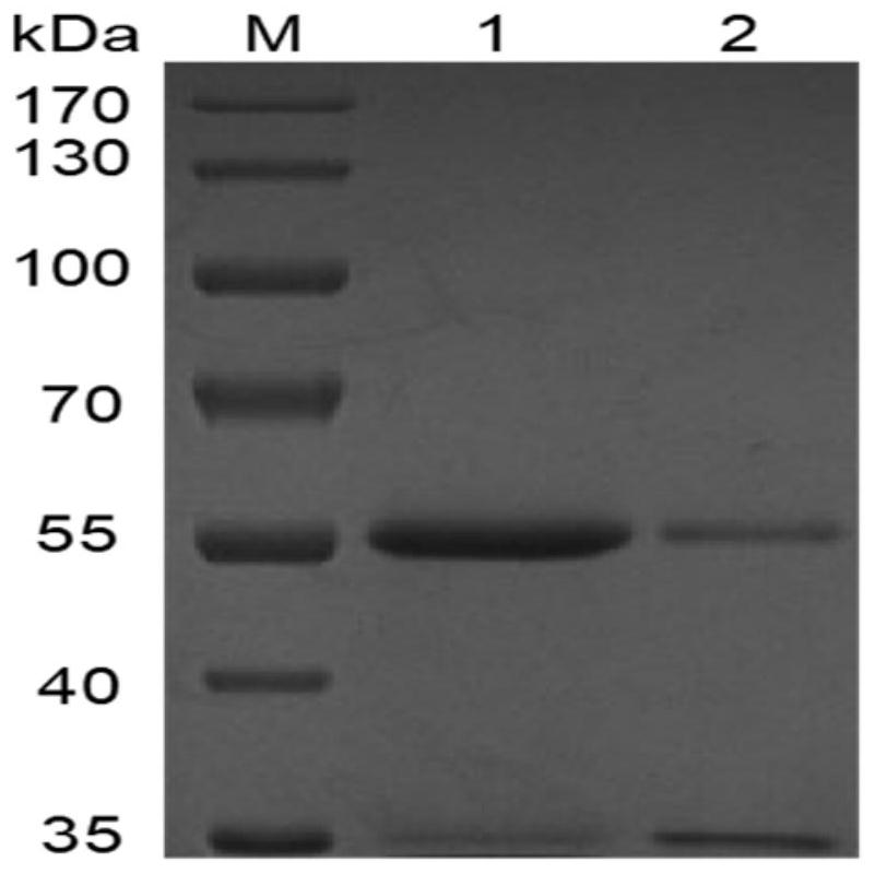 Humanized anti-Yersinia pestis antigen F1 antibody and application