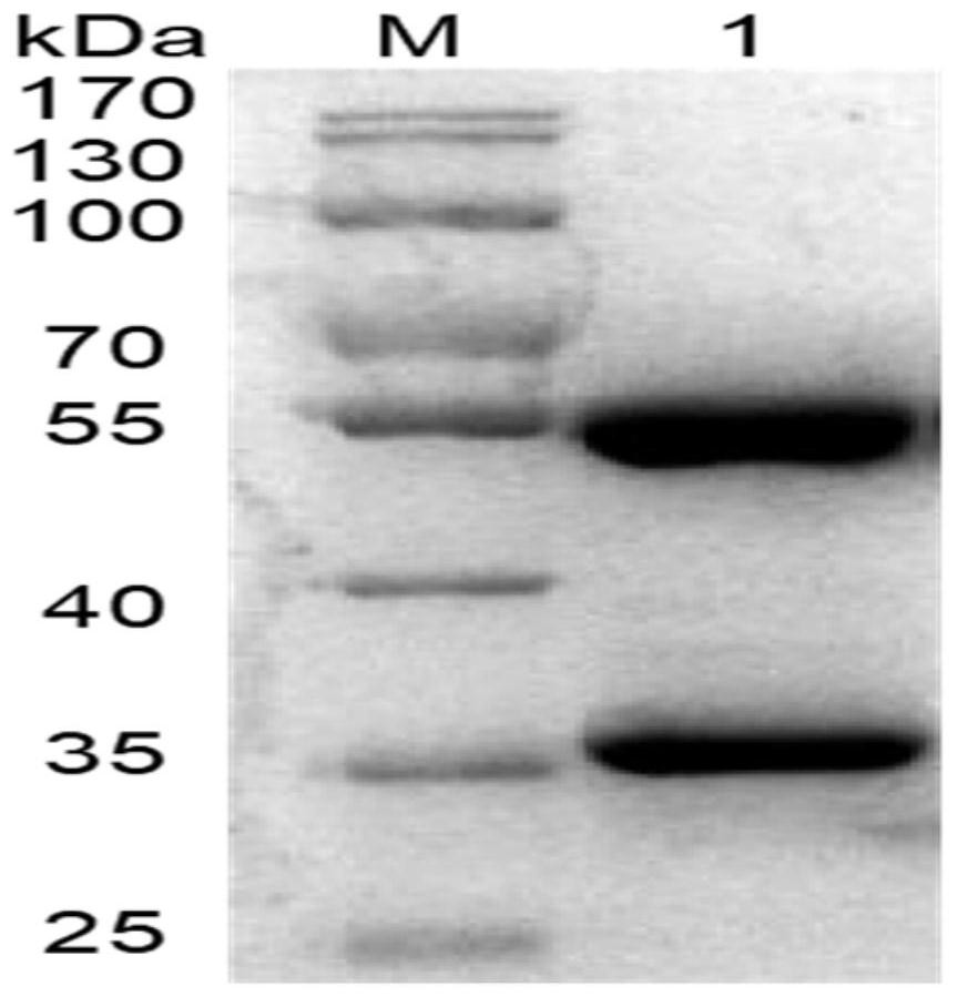 Humanized anti-Yersinia pestis antigen F1 antibody and application