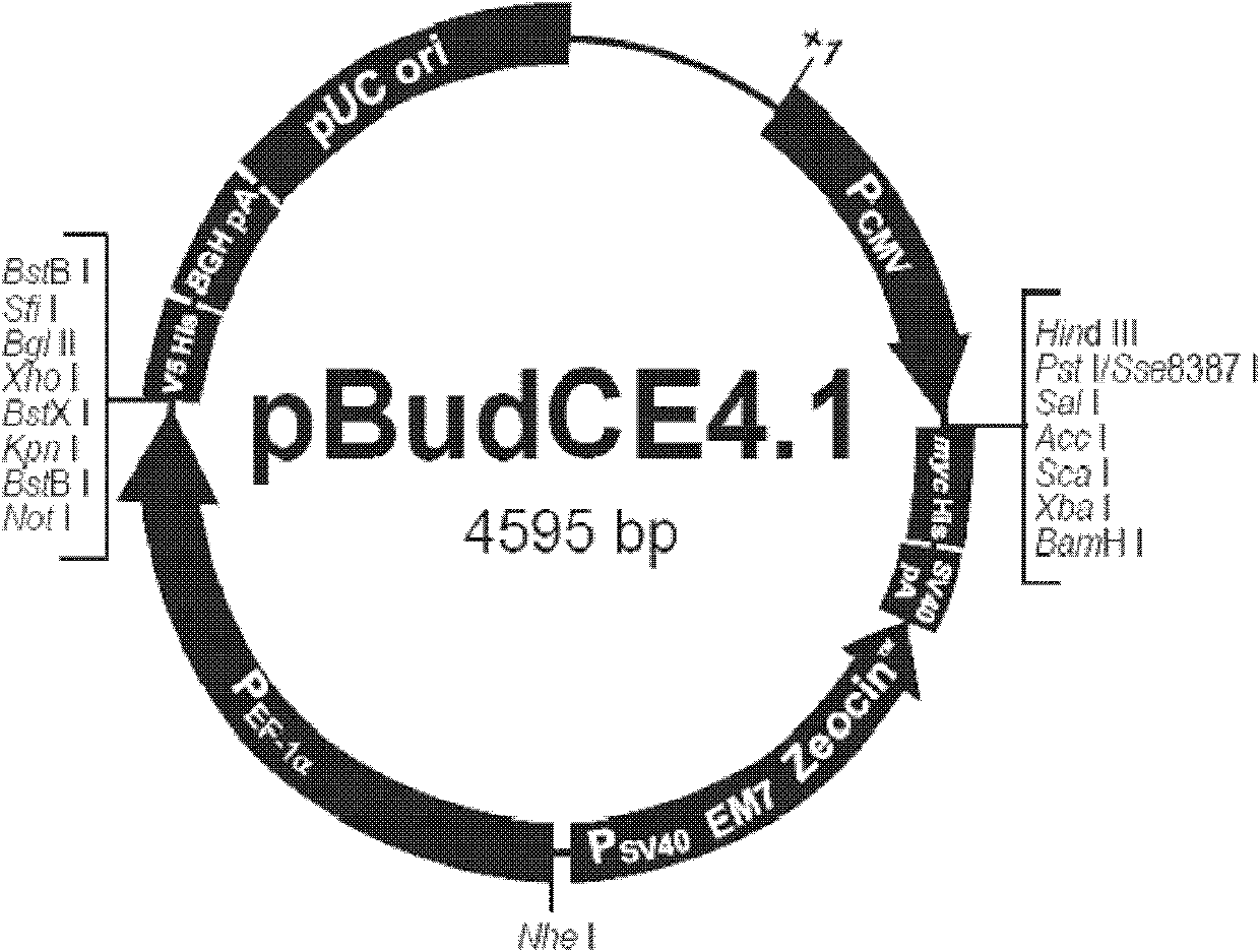 Reg III/proinsulin double-gene plasmid as well as building method and application thereof