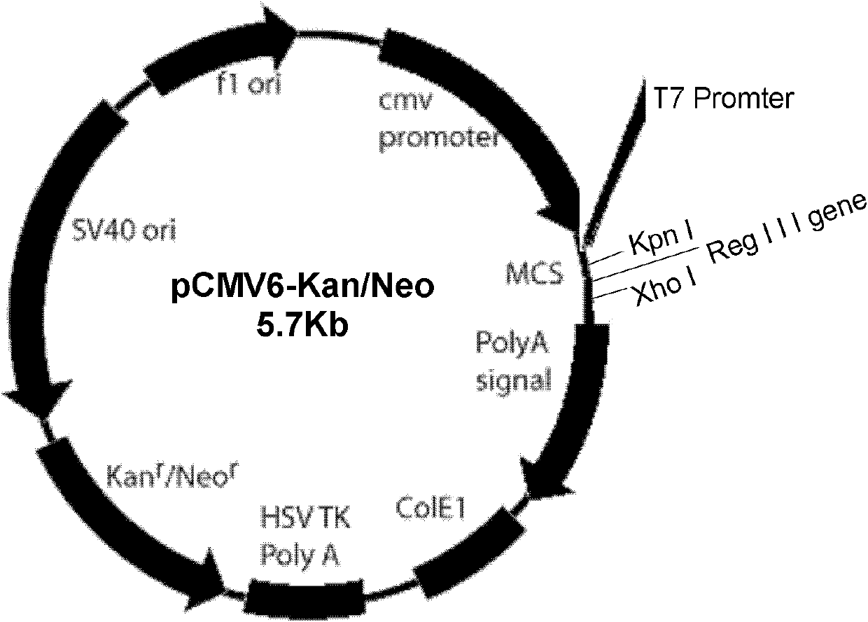 Reg III/proinsulin double-gene plasmid as well as building method and application thereof