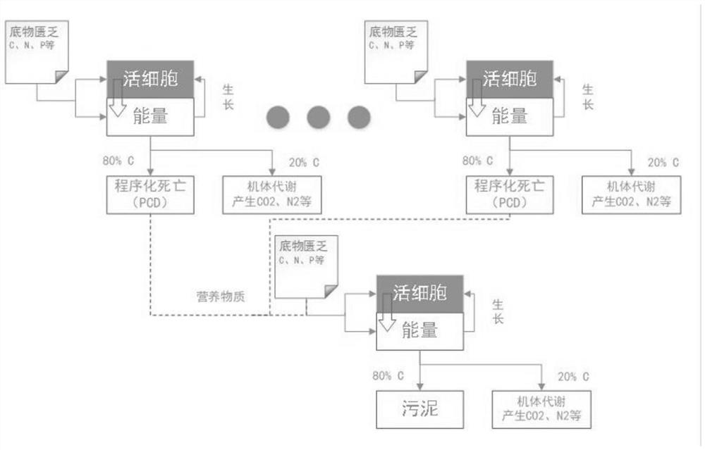 Sewage treatment process for effectively denitrifying by utilizing endogenous respiration