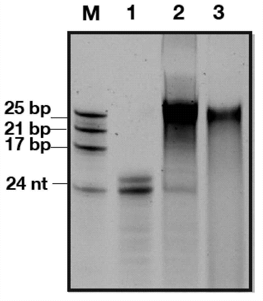 Microwave-driven rna polymerization by rna polymerases of caliciviruses