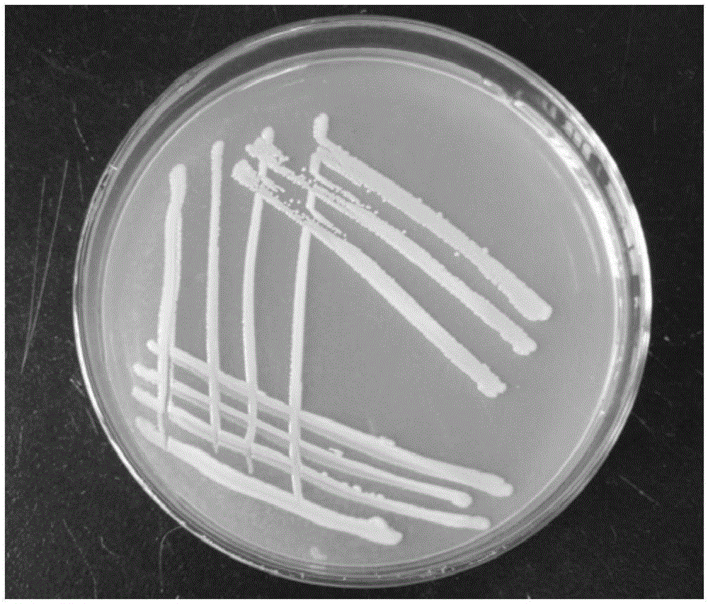 Raoultella sp. pan22x and application thereof