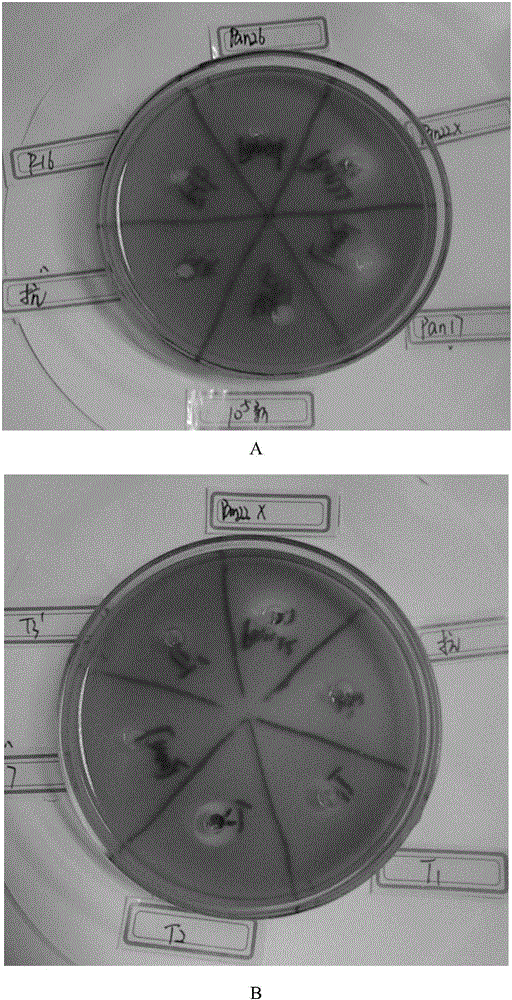 Raoultella sp. pan22x and application thereof