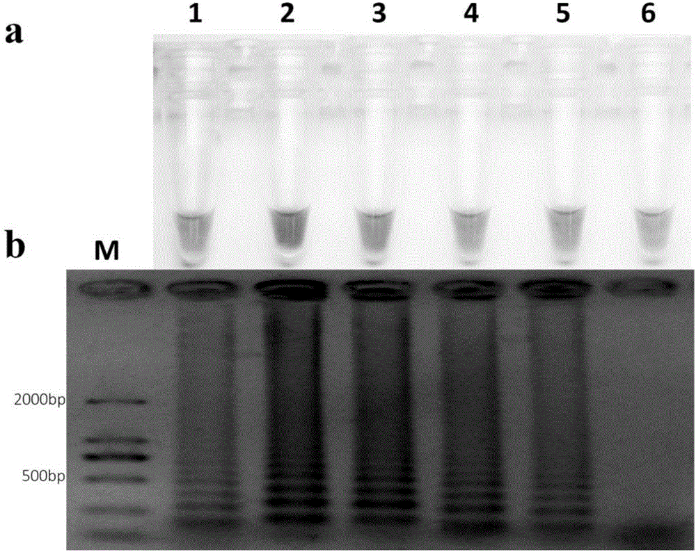 Method for rapidly evaluating resistance risk of botrytis cinerea for QoIs bactericide