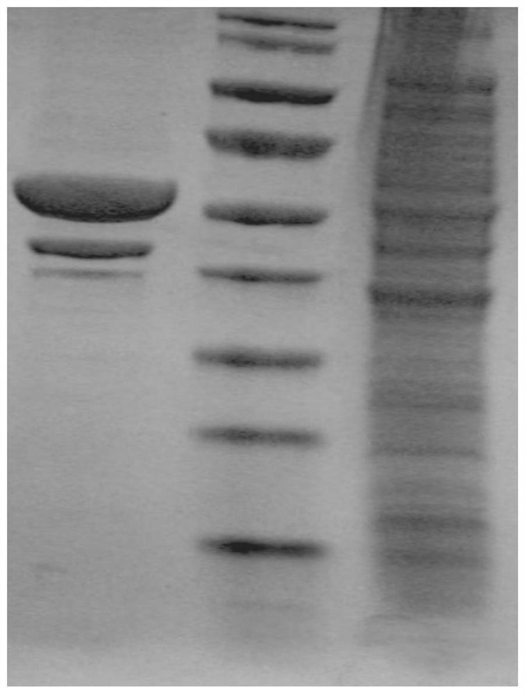 A kind of extraction method of Salmonella typhimurium outer membrane vesicle