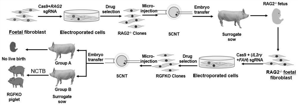 Method for constructing severe immunodeficiency and liver injury dual pig model and application