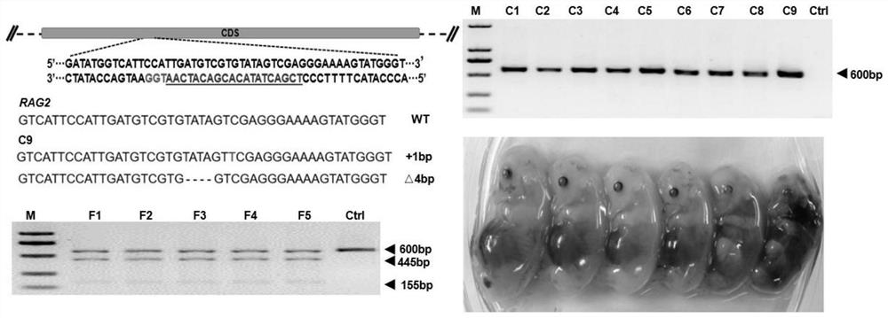 Method for constructing severe immunodeficiency and liver injury dual pig model and application