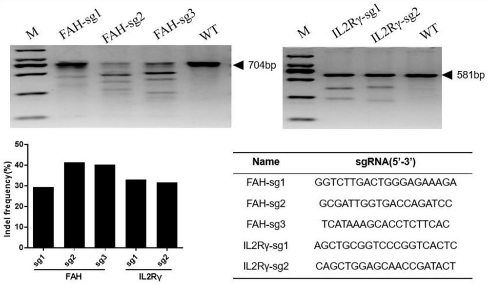 Method for constructing severe immunodeficiency and liver injury dual pig model and application