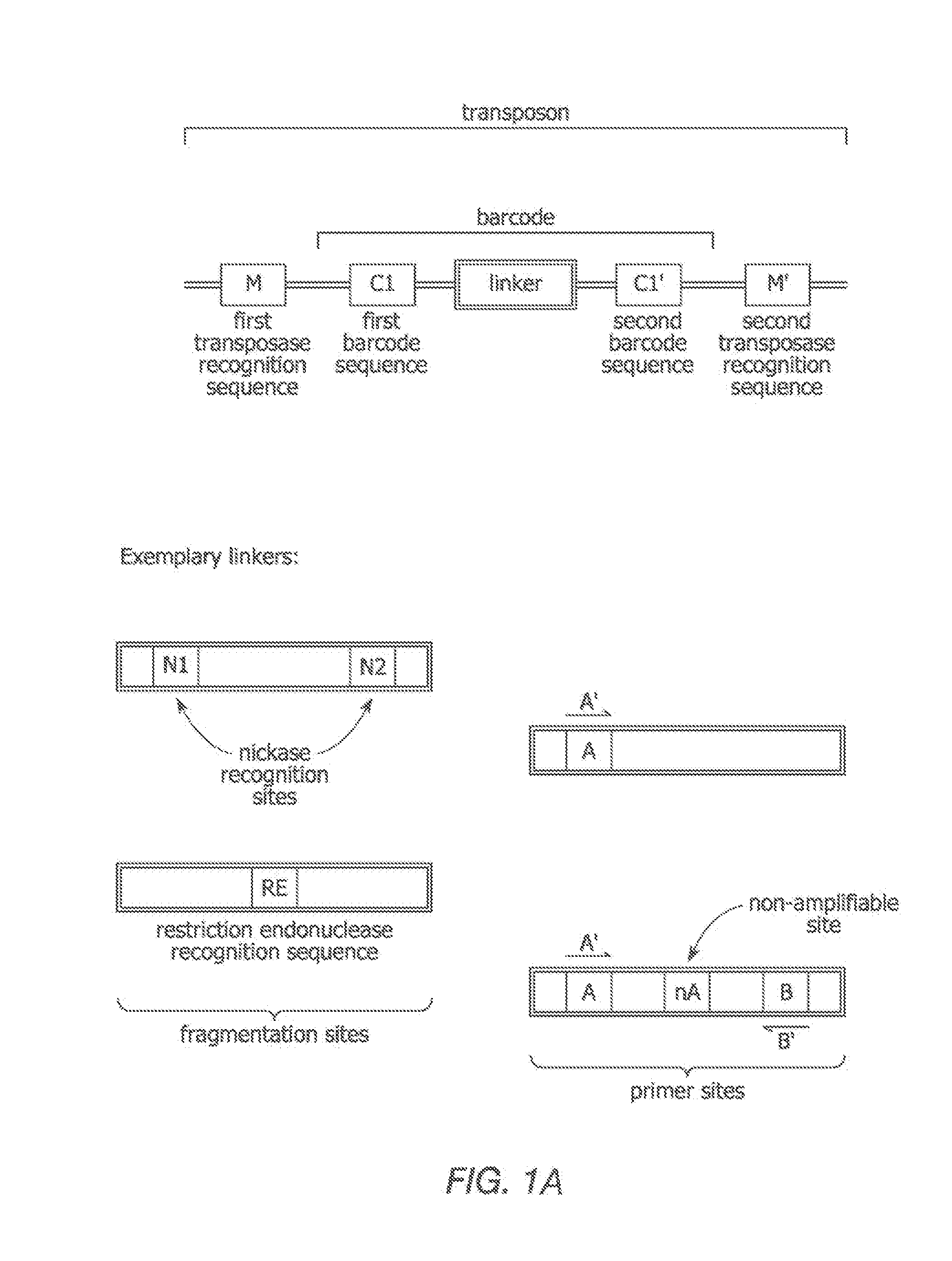 Linking sequence reads using paired code tags