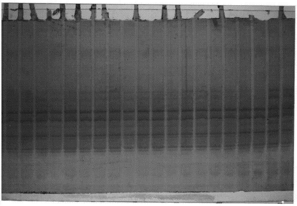 Method for identifying purity of corn seeds