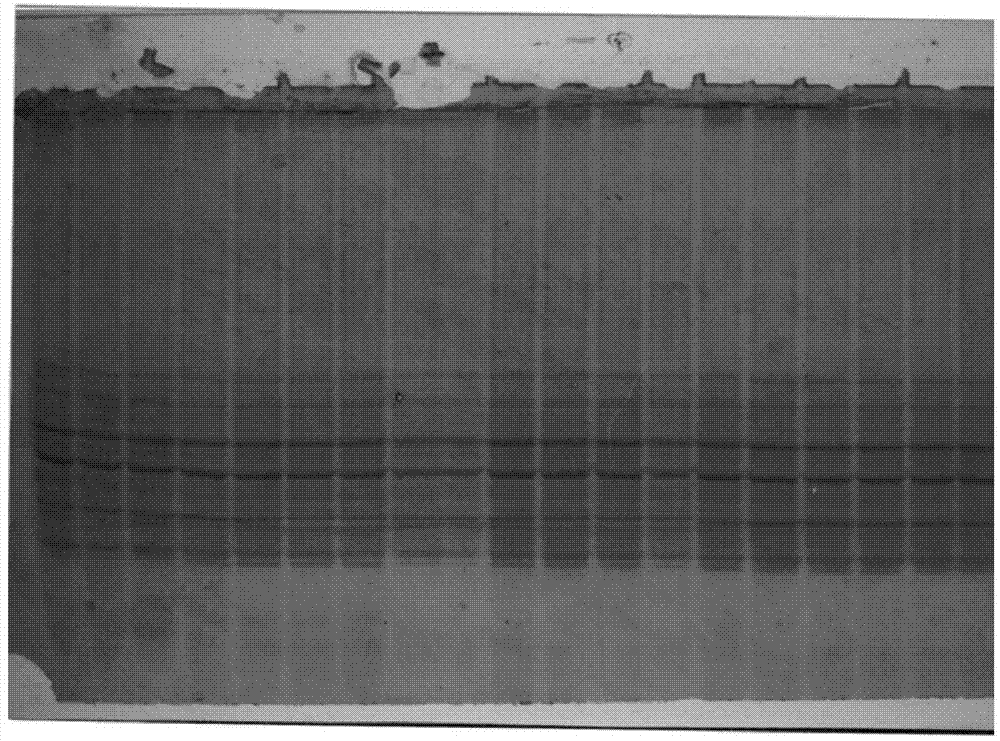 Method for identifying purity of corn seeds