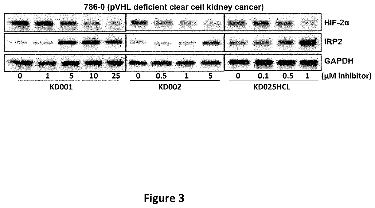 Imidazopyridine and Oxazolopyridine Derivatives and Analogs Thereof, Methods of Preparation Thereof, Methods of HIF-2A Pathway Inhibition, and Induction of Ferroptosis